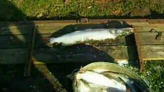 Чистка рыбы по-русски - смотреть видео (1:07)