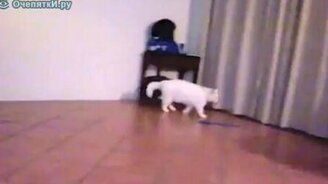 Испугалась тени - смотреть видео (0:08)