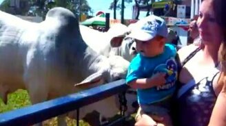 Тёлочка и малыш - смотреть видео (0:22)