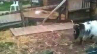 Рогатый футболист - смотреть видео (1:43)