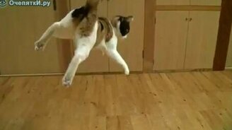 Замедленные прыгуны - смотреть видео (2:22)