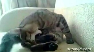 Что-то не то с лапами - смотреть видео (0:20)