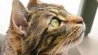 Кот нюхач - смотреть видео (1:36)