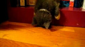 Котёнок обчитался - смотреть видео (0:56)