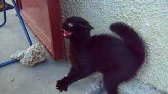 Дьявольский котик - смотреть видео (0:55)