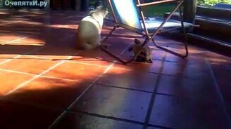 Храбрая черепаха - смотреть видео (1:32)