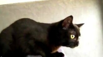 Котёнок за голубем - смотреть видео (1:35)