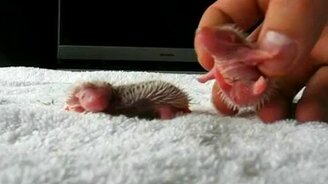 Видели детёнышей ежа? - смотреть видео (0:40)