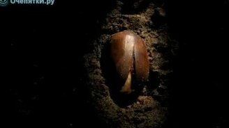 Зарождение дерева - смотреть видео (3:03)