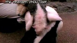 Забавные муравьеды - смотреть видео (0:45)