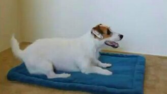 Пёс за аэробикой - смотреть видео (4:08)