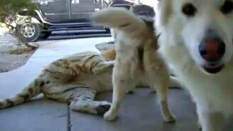 С тигром не шути - смотреть видео (1:57)