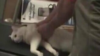 Кошка на беговой дорожке - смотреть видео (1:03)