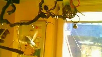 Попугая торкает - смотреть видео (0:14)