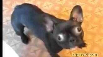 Реактивный пёс - смотреть видео (0:23)