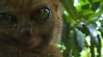 Что же он увидал? - смотреть видео (0:32)