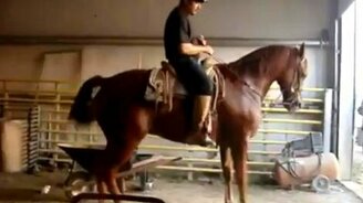 Лошадь танцует - смотреть видео (0:51)
