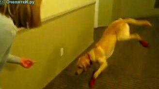 Что-то не то с ногами - смотреть видео (0:21)