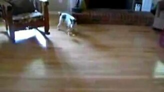 Шарахается от цыплёнка - смотреть видео (1:18)