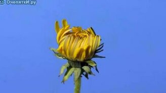 Рост одуванчика - смотреть видео (1:41)