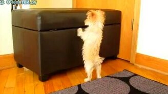 Попрыгунчик - смотреть видео (0:37)