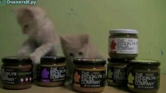 Смешные котята - смотреть видео (0:41)