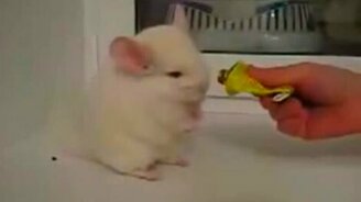 Шиншилла на задних лапках - смотреть видео (0:42)