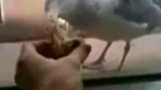 Разыграл чайку - смотреть видео (0:07)