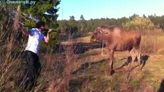 Мужчина и лось - смотреть видео (0:32)