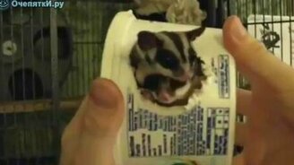 Маленькие детёныши - смотреть видео (2:01)