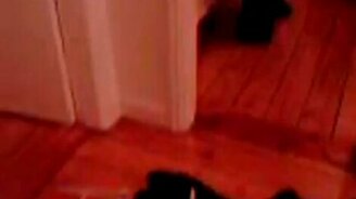 Придавил сородича - смотреть видео (0:18)