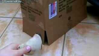 Кот в коробке и мышка - смотреть видео (0:37)