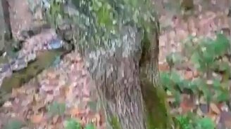 Дерево с ногами - смотреть видео (0:17)