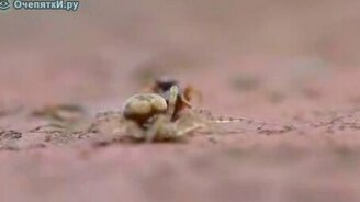 Поединок паука и муравья - смотреть видео (1:25)