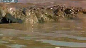 Лев против крокодила - смотреть видео (0:38)