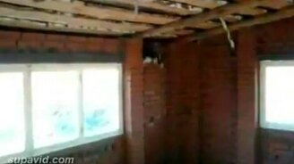 Турбокот за воробьём - смотреть видео (0:21)