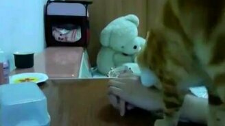 Капризы кота - смотреть видео (0:57)