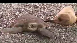 Лев на черепахе - смотреть видео (0:58)