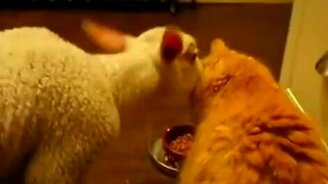 Ягнёнок и кошак - смотреть видео (1:34)