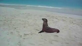 Тюленям лень - смотреть видео (0:31)