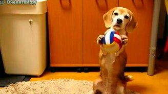 Пёс играет в мяч - смотреть видео (0:49)