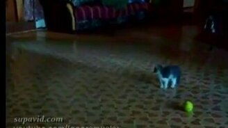 Ужастик про кота - смотреть видео (1:26)