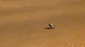 Отважный голубь - смотреть видео (0:07)