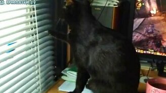 Кот играет на жалюзи - смотреть видео (0:41)