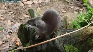 Отрабатывает мастерство - смотреть видео (0:36)