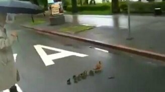 Утки в городе - смотреть видео (0:49)