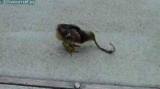 Борьба за червяка - смотреть видео (1:39)