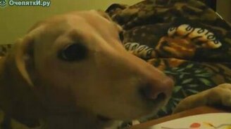 Хотдог-охрана - смотреть видео (1:04)