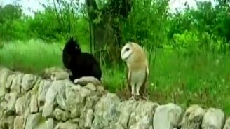 Кот и сова - смотреть видео (3:24)