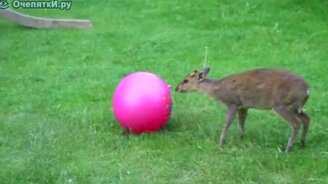 Оленёнок и мяч - смотреть видео (3:46)